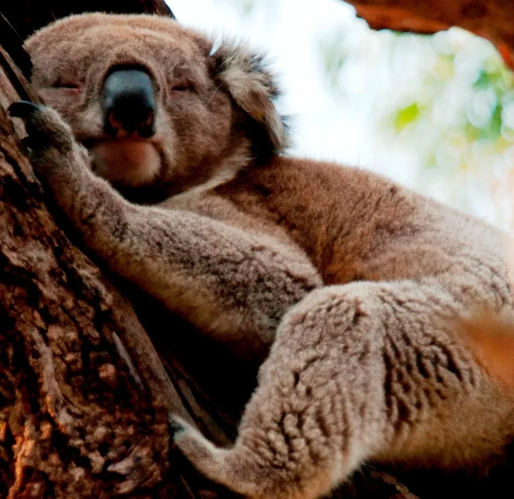 Koala Conservation Reserve