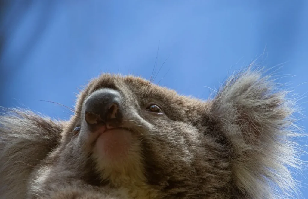 Koala Conservation Reserve Phillip Island