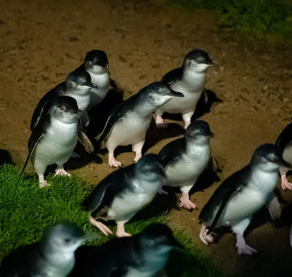 Phillip Island Penguin Parade