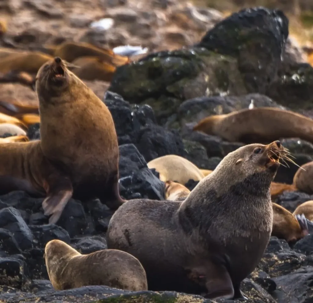 Seal Cruise