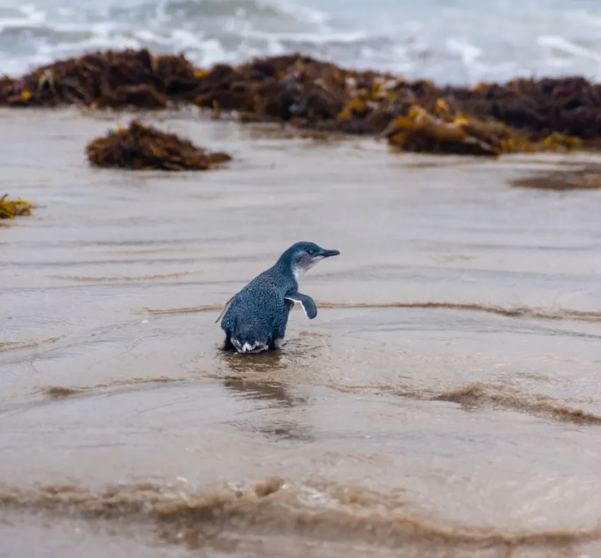 The Ultimate Phillip Island Travel Itinerary for Nature Lovers